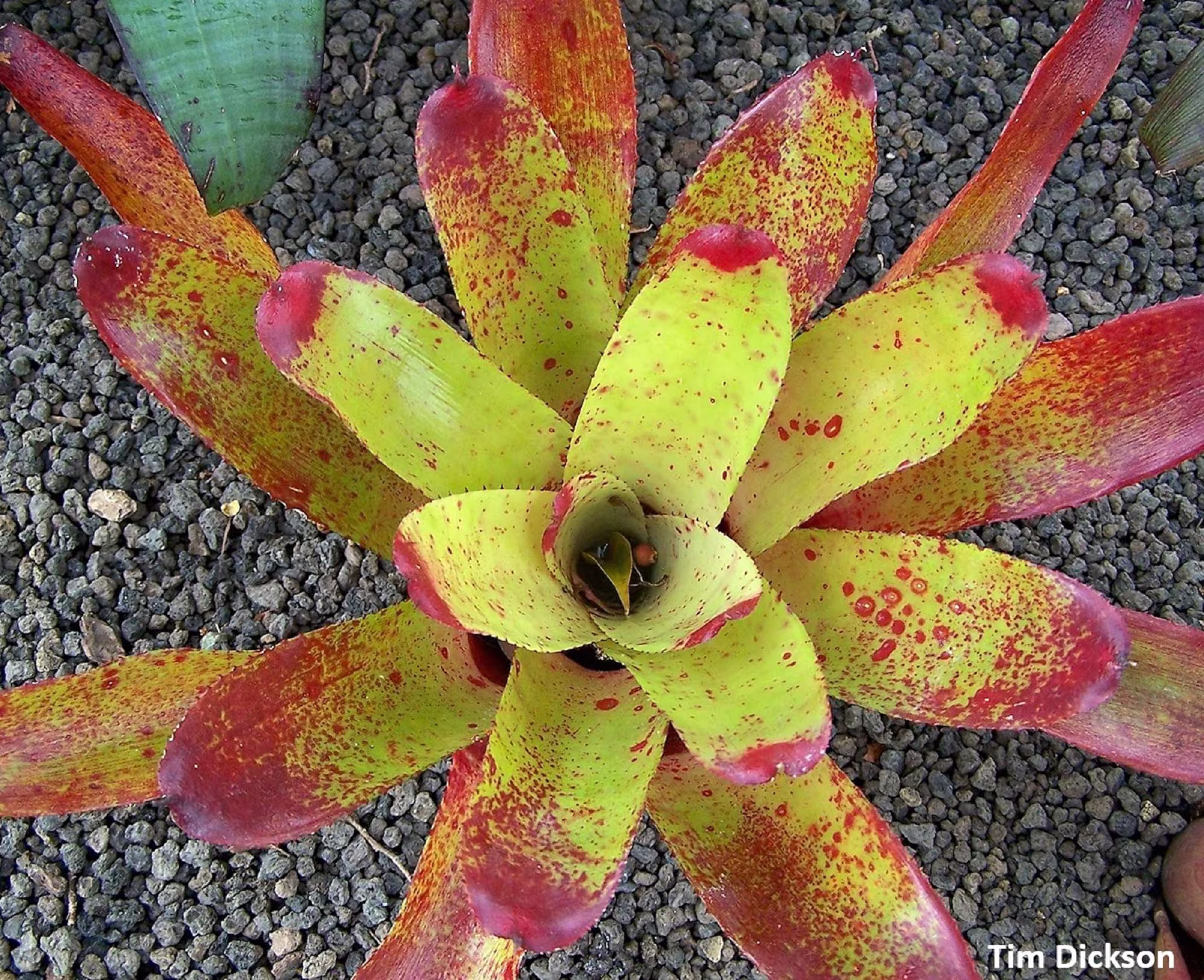 Neoregelia Sp.