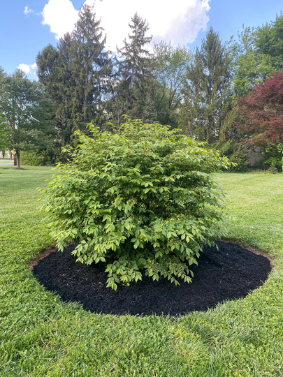 Burning Bush Clipping Unrooted