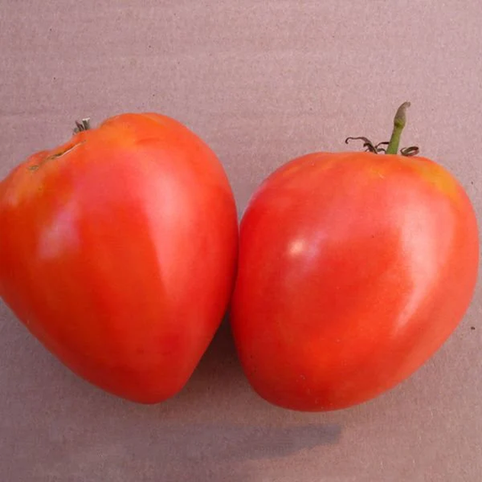 Seeds Tomato Ostrich Egg Mid-Early Original Tasty Vegetable Seeds From Ukraine