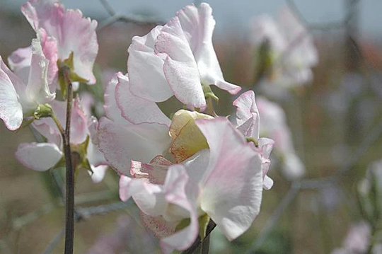 Sweet Pea Cirrus 15 Seeds, Striped Ruffled Pink Fragrant Sweet Pea Tall Type