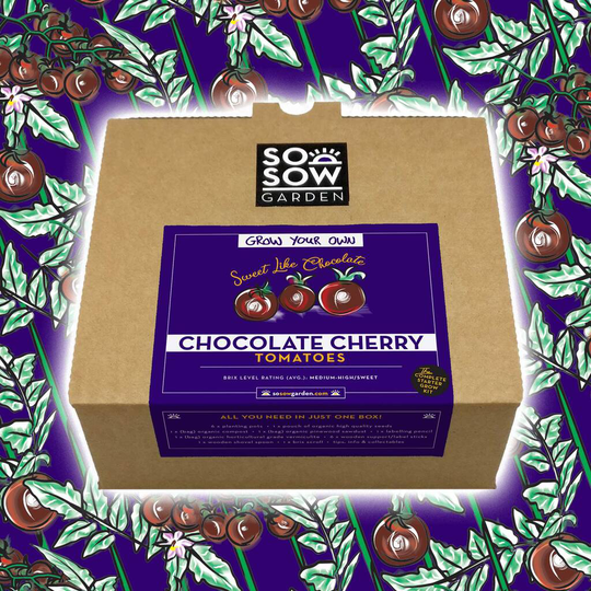 Chocolate Cherry Tomato Grow Your Own Kit