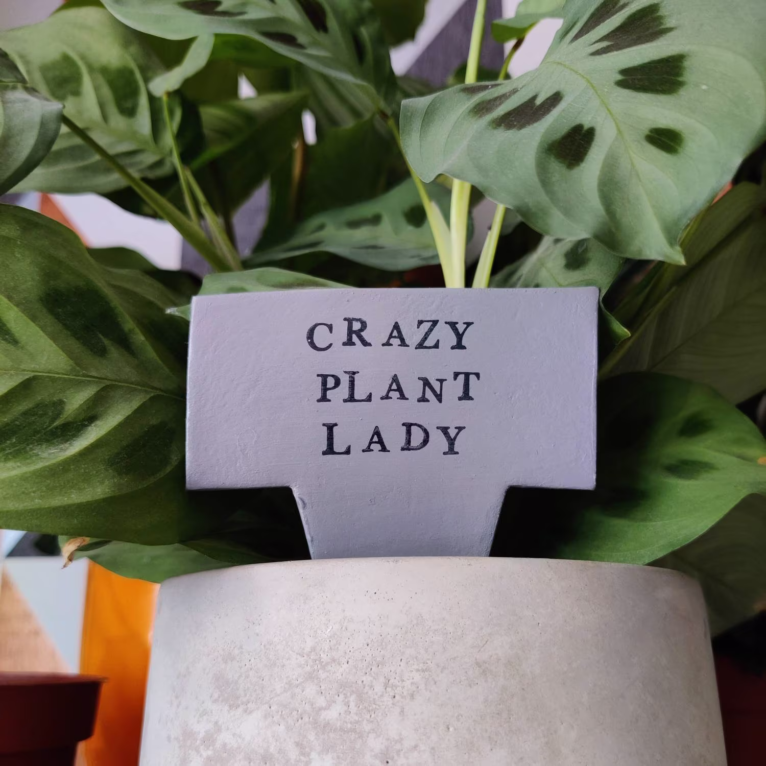Plant Marker, Crazy Lady, Funny Plant Handmade Clay For Indoor Plants, Houseplants, Succulents & Cacti. Handmade Sign