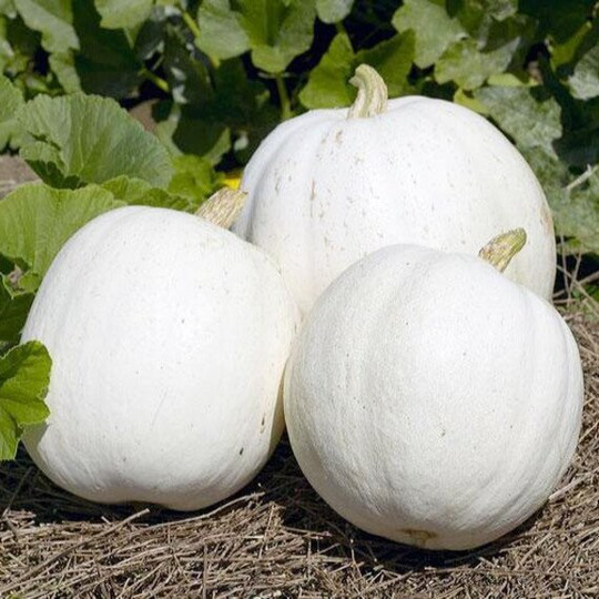 Casper White Pumpkin Seeds 10+ Ships Free