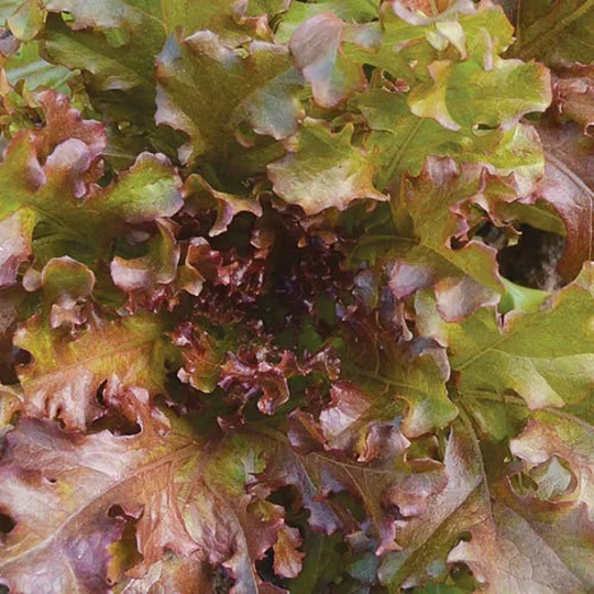 Lettuce Mascara Vegetable Seed 100