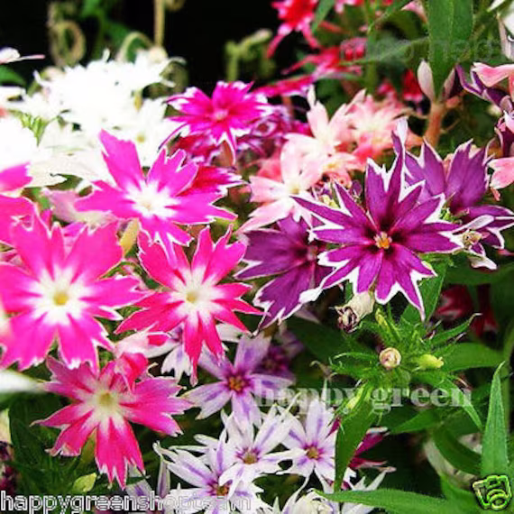 Drummond's Phlox Twinkle Star - 400 Seeds Phlox Drummondii Cuspidata