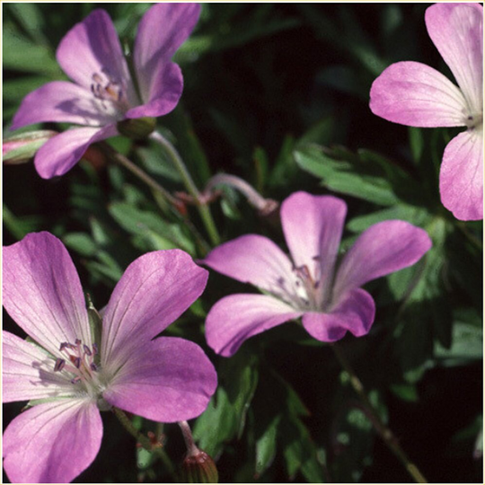 Geranium Shikokianum X10 Seeds, Hardy Perennial, Geranium, Fairy Flower Seeds