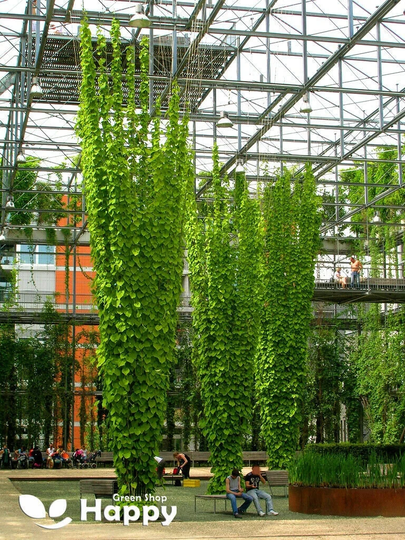 Hops - 20 Seeds Humulus Lupulus Fast Growing Perennial Vine Climber