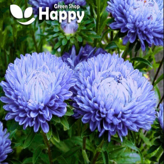 Peony Aster Blue Duchesse 150 Seeds Callistephus Chinensis