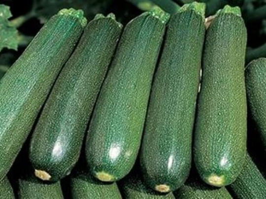 Zucchini Seeds Tsukesha