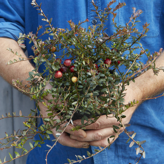 Grow Your Own Cranberry Sauce Gift