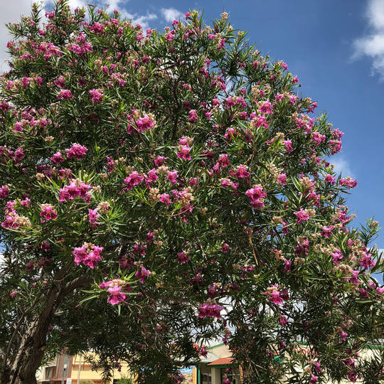 Desert Willow Tree | Chilopsis Linearis Seeds