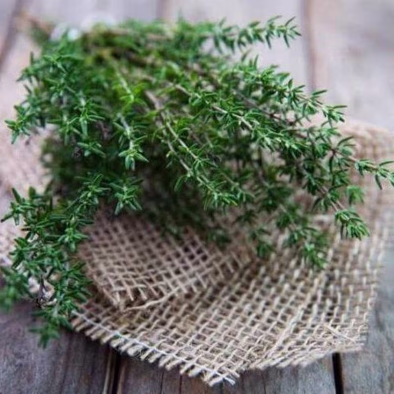 Cumin Local De Provence Seeds Heirloom Non Gmo For Planting | 204523