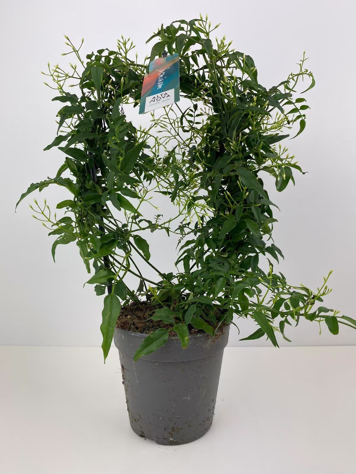 Jasmine Hoop