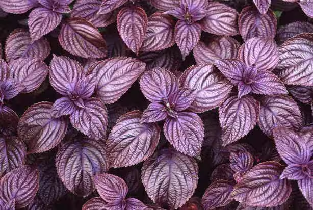 250+ Purple Shiso Herb Seeds, Perilla Seeds, Non-Gmo, Heirloom