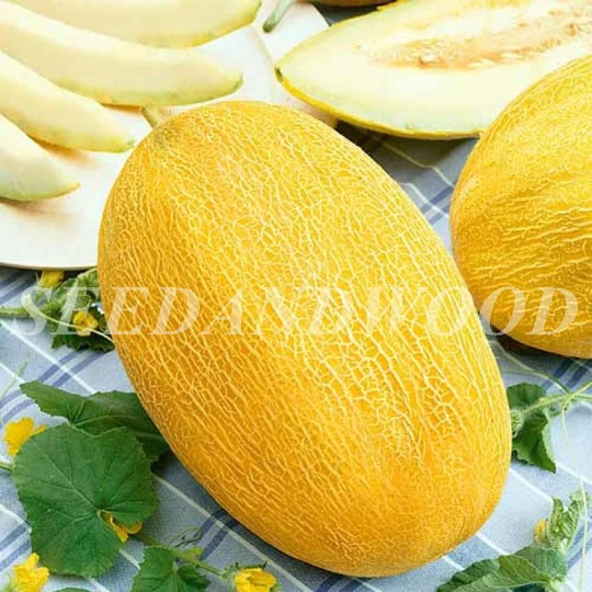 Melon Pineapple, Organic, Organic Seeds, 2 G - #328