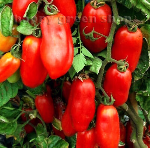 Vegetable - Tomato San Marzano 2 100 Seeds Heirloom Italian