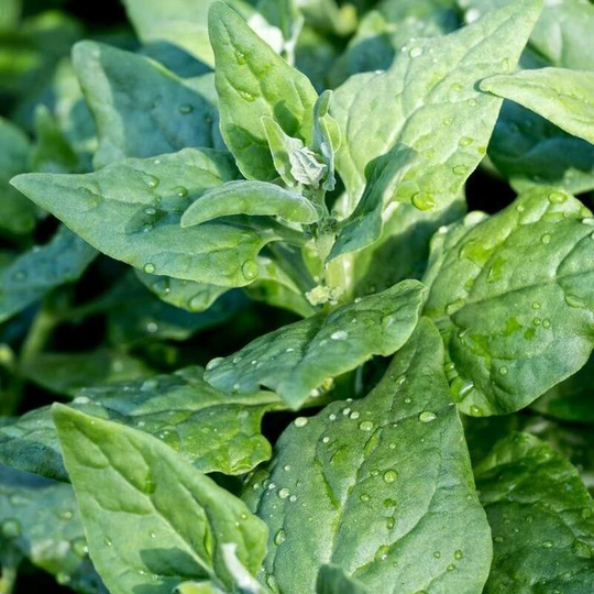 Vegetable Seeds, Spinach - New Zealand, 800 Seeds Minimum Per Packet.
