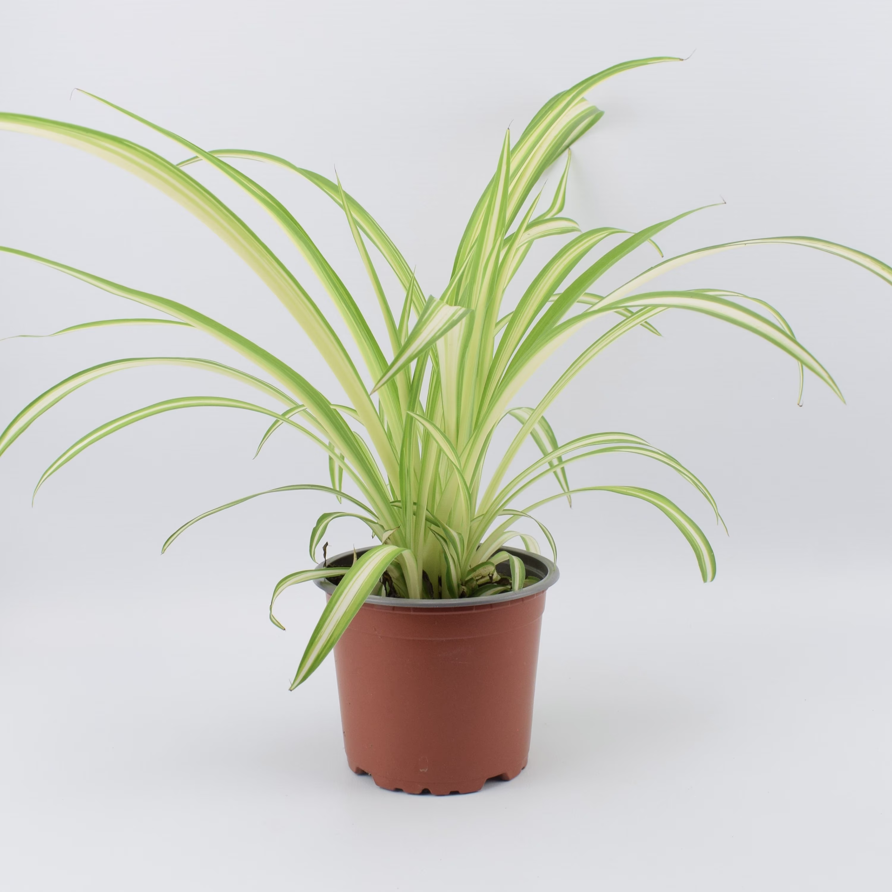 Chlorophytum Spider Plant 12cm Pot