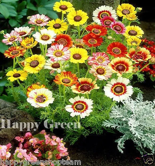 Painted Daisy - Rainbow Mixed 750 Seeds Chrysanthemum Carinatum Annual Flower