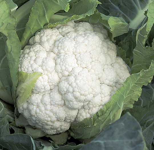 Cabbage Seeds Cauliflower Erfurt About 100