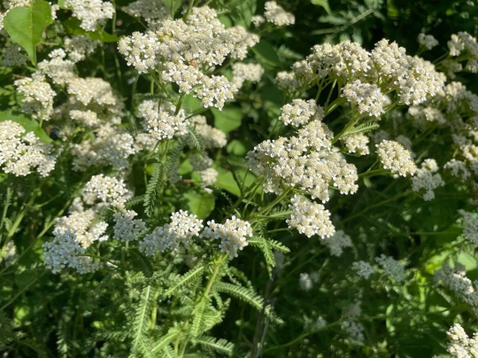 Potted Yarrow Plant, Achillea Millefolium, Medicinal Herb, Insectary, Usda Growing Zone 3-9, Naturally Grown, White Flower, Pollinator Plant