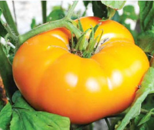 Orange/Yellow Brandywine Tomato Seeds/30+ Heirloom Grown To Organic Standards Open Pollinated Gardening Non-Gmo
