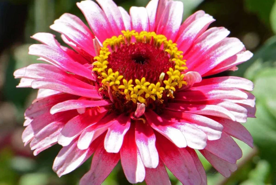 Seeds - Strawberry Parfait Mix Zinnias Polar Bear, Ice Queen & Rose