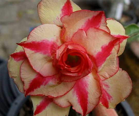 Triple Lucky Gold Adenium Obesum Apocynaceae Seeds | Desert Rose, Sabi Star, Rosy Adenium