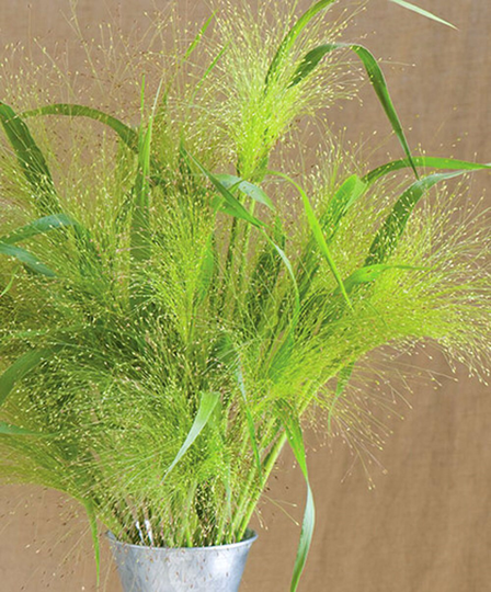 Grass Panicum Virgatum Fontaine Ornamental Seeds - 10
