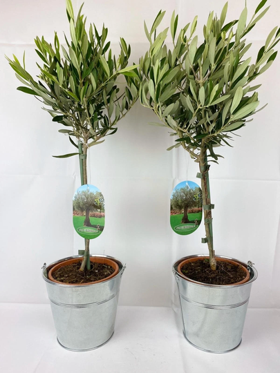Olive Trees Small Matching Pair in Metal Bucket