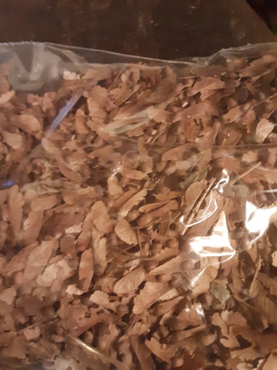 Japanese Maple Tree Seeds