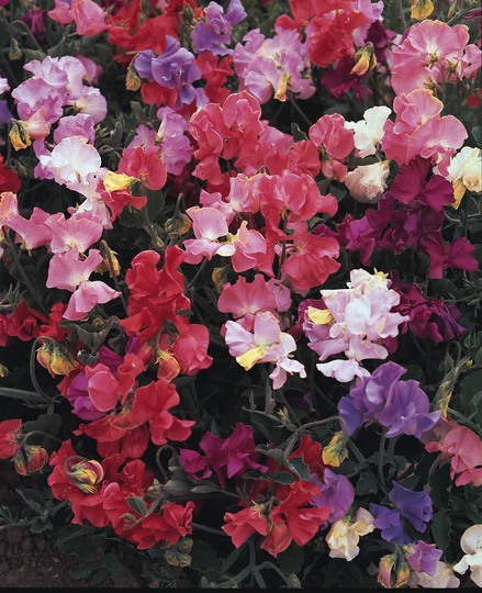 Sweet Pea Perfume Delight Mixed X20 Seeds, Old Fashioned Fragrant Sweet Peas