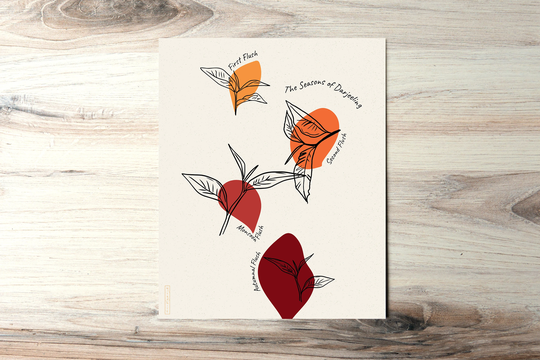Seasons Of Darjeeling | Art Print Tea Plant, Botanical, Camellia Sinensis