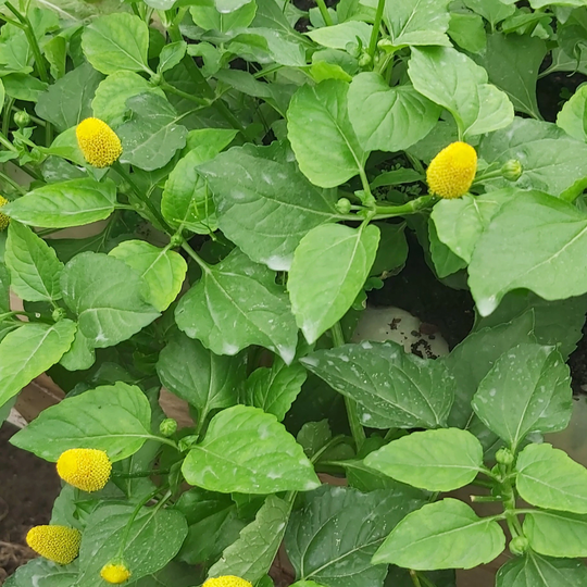 Buzz Button Herb | 250+/500+/1000+/5000+ Seeds