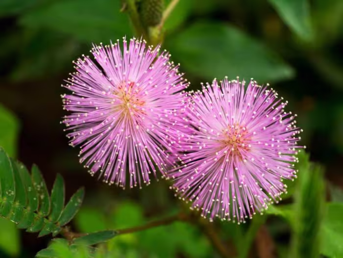 Sensitive Plant | Mimosa Pudica Seeds
