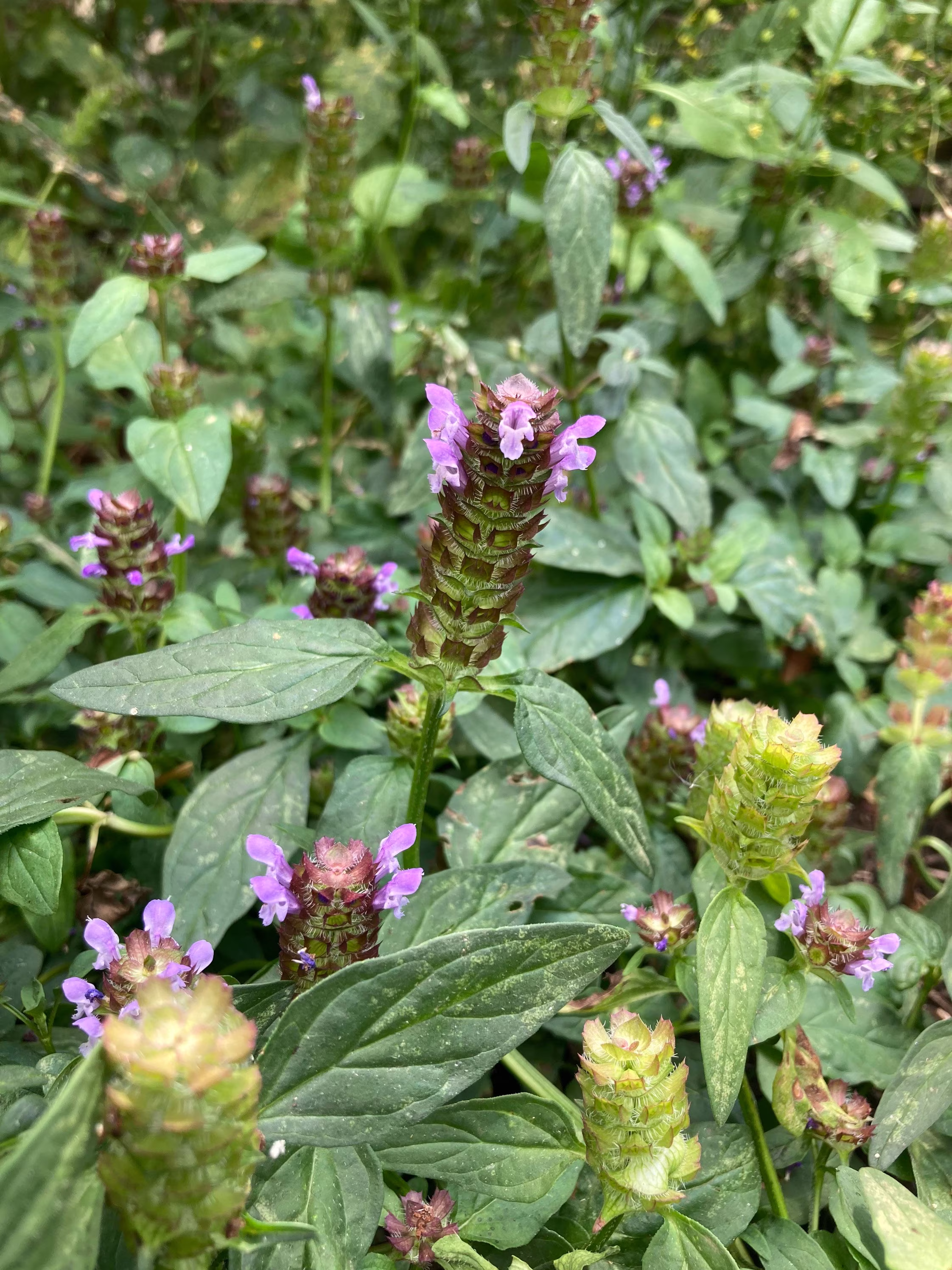 Self Heal Seeds - California Oregon Native Plant Prunella Vulgaris