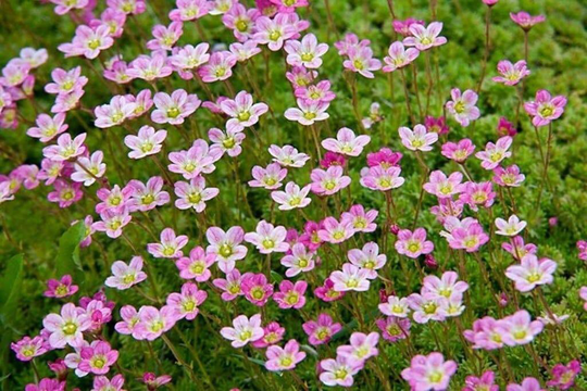 Saxifraga Arendsii Mossy Species Mixed Flower Rockery Seeds - 300 Organic