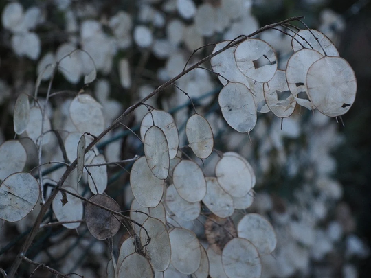 Honesty Lunaria Approx. X500 Seeds, Useful For Winter Decoration , Hardy Perennial, Fairy Flower Seeds