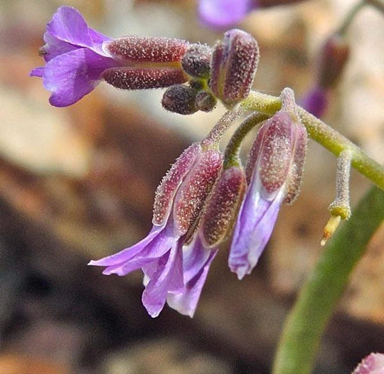 Boechera Pulchra | Beautiful Rockcress Prince's Rock Cress 10 Seeds