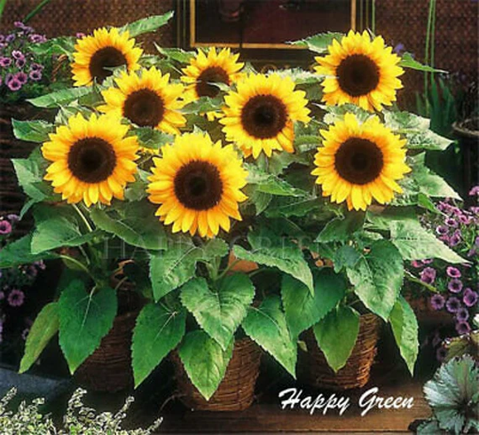 Sunspot - Dwarf Sunflower 50 Seeds Helianthus Annuus Yellow Ornamental Flower
