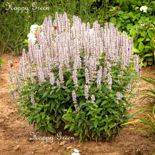 Giant Hyssop White - 1200 Seeds Agastache Mexicana White