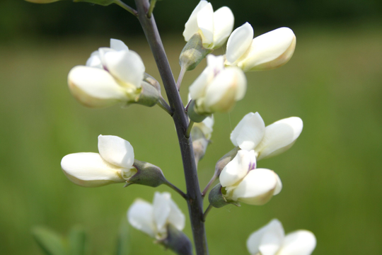 Baptisia Alba - White Wild Indigo Seed