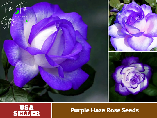 30 Rare Seeds-Purple Haze Rose Seeds - Perennial -Authentic Seeds-Flowers -Organic. Non Gmo -Vegetable Seeds-Mix For Plant-B3G1 #1070