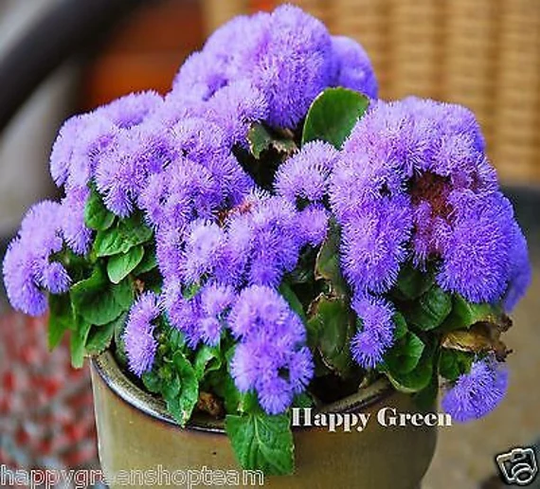 Floss Flower Dwarf - 2000 Seeds Blue Mink Ageratum Houstonianum Annual