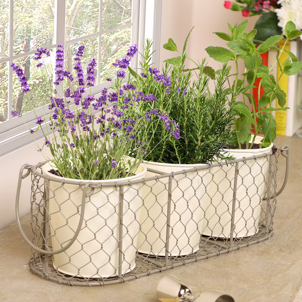 Set Of 3 Kitchen Herb Planters With Fitted Tray Windowsill Worktop Countertop Indoor Garden Lavender Rosemary Sage Mint Thyme Planter