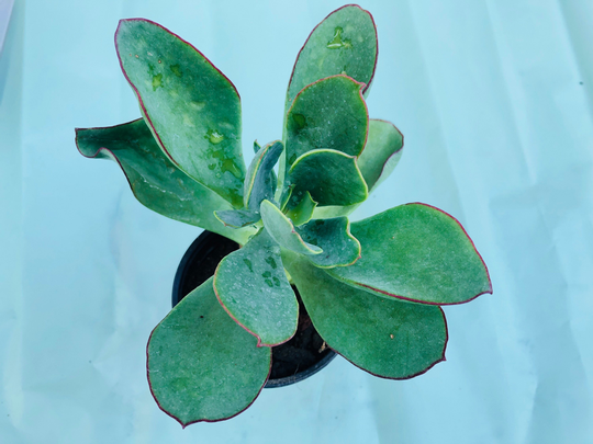 Cotyledon