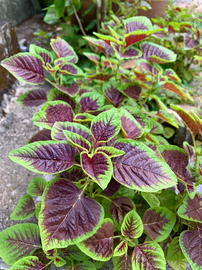 500+ Red Striped Amaranth Seeds For Planting - Ships From Iowa, Usa. Very Healthy Spinach, Yin Cho, Calaloo