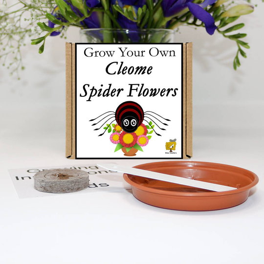 Grow Your Own Cleome Spider Flowers Gift Set