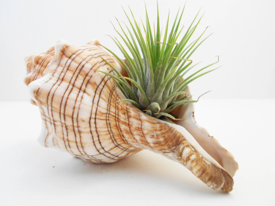 Beautiful Striped Conch Shell Airplant Kit | Tillandsia 5