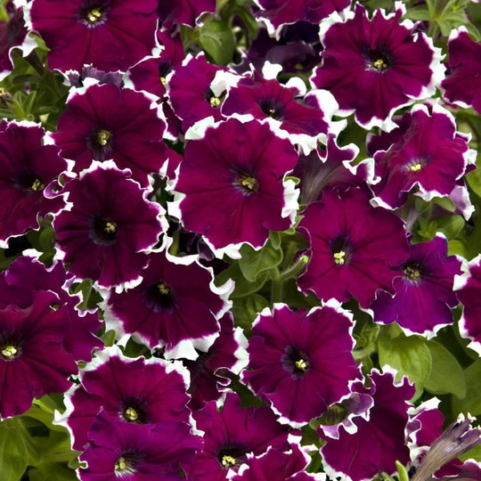 Petunia Picoti Purple Flower Seeds